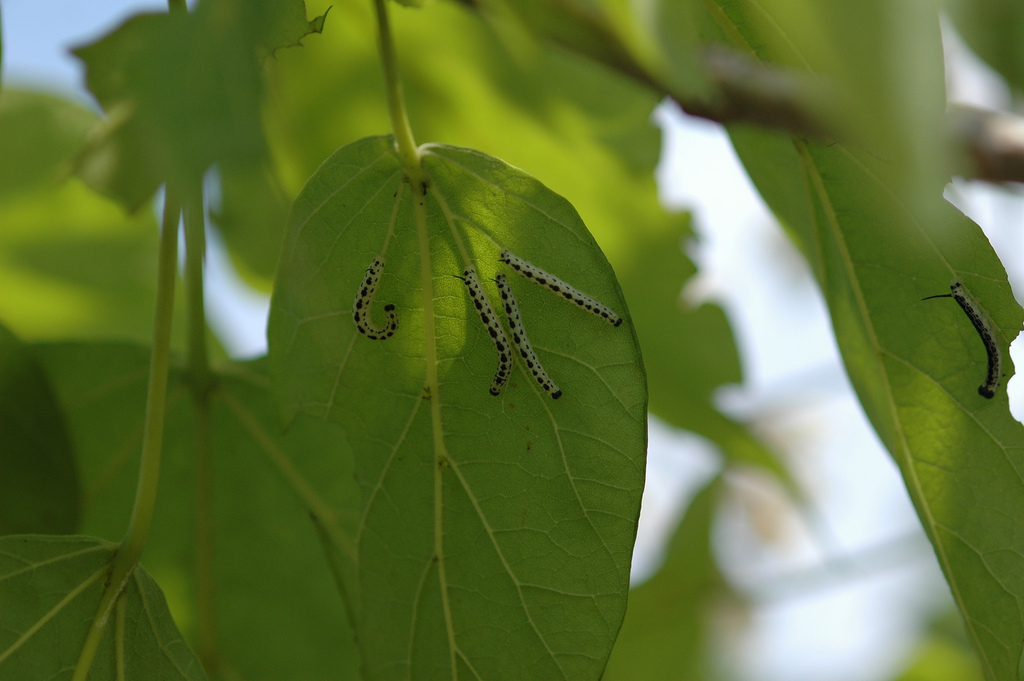 What to Know About Catalpa Trees and Their Worms